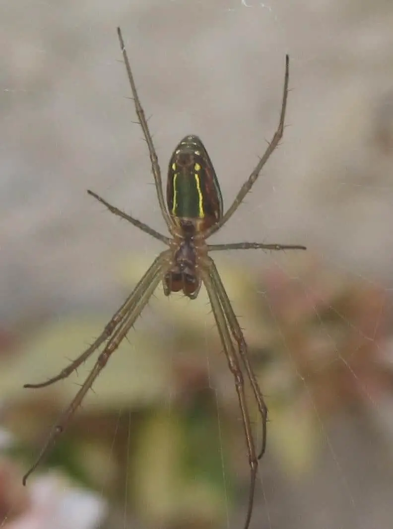 Festive Silver Marsh Spider 5