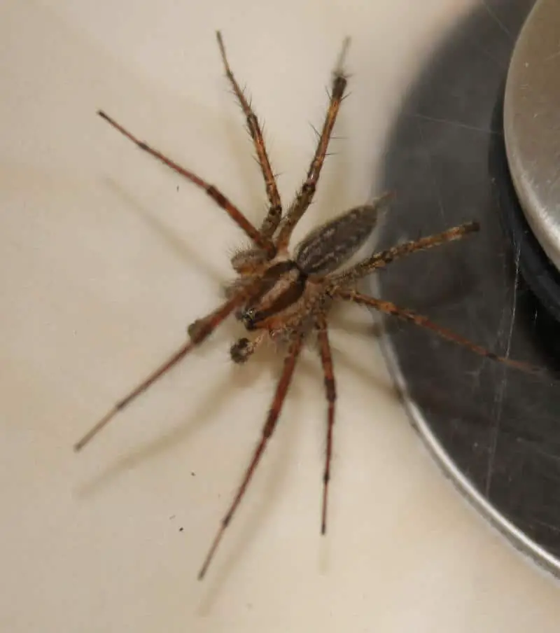 	 Male Grass Spider