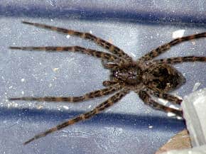 dolomedes