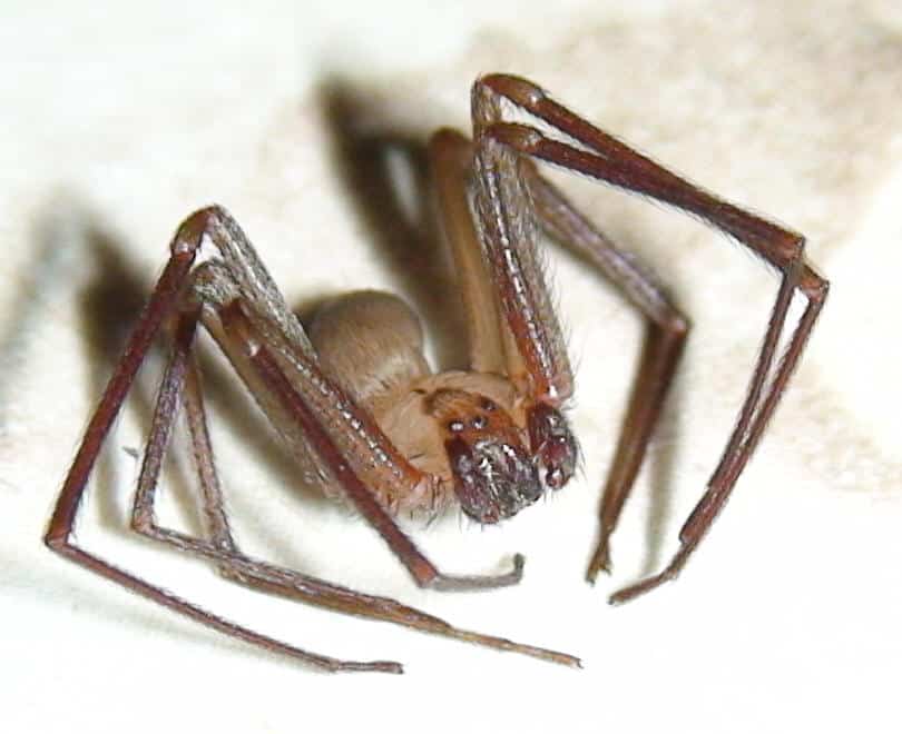 brown recluse loxosceles reclusa closeup