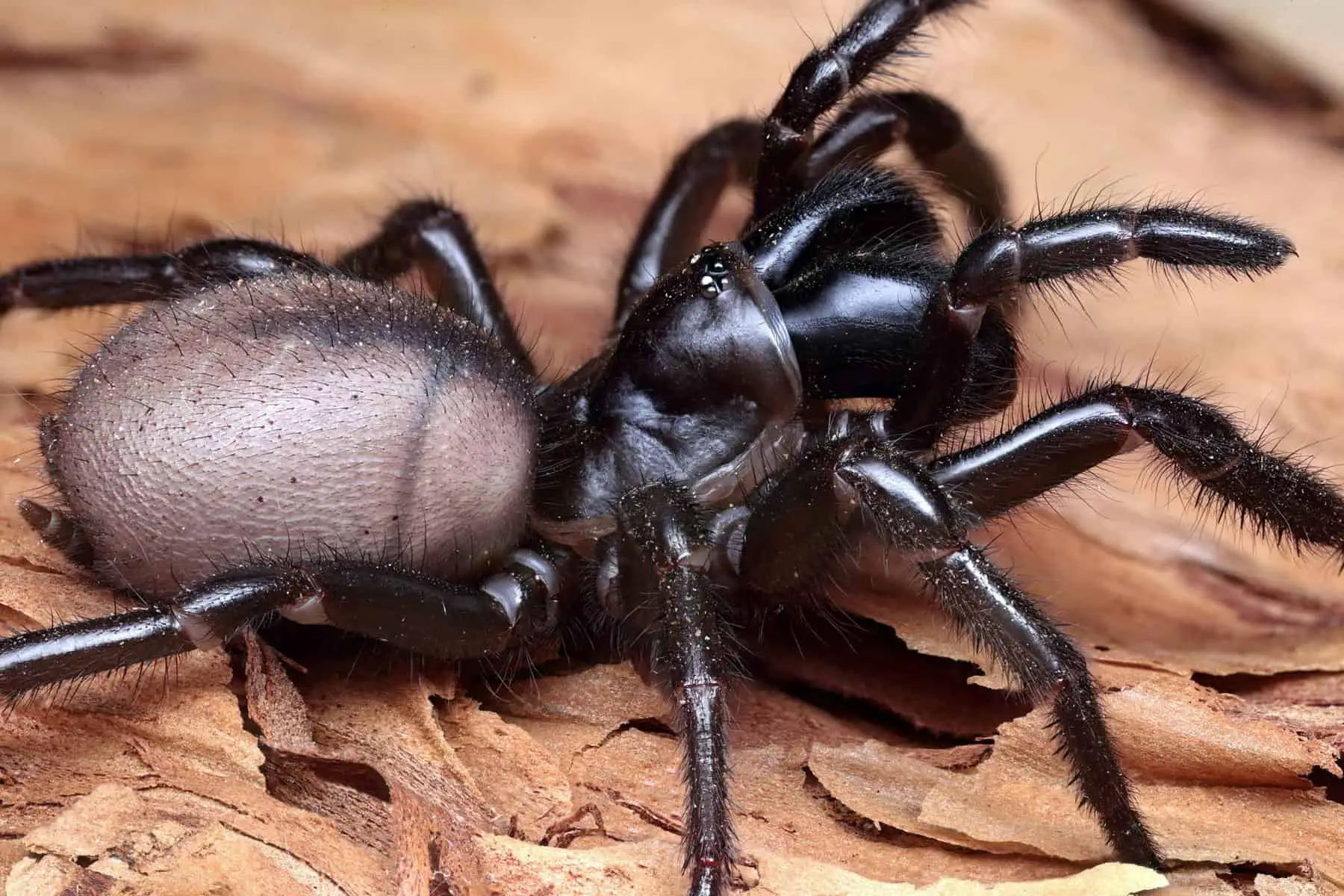 Southern Tree Funnel-web spider (Hadrony
