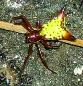 Arrow Shaped Micrathena in web,  Micrathena sagittata yellow brown