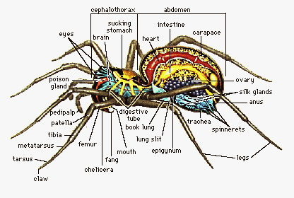 spider anatomy illustration