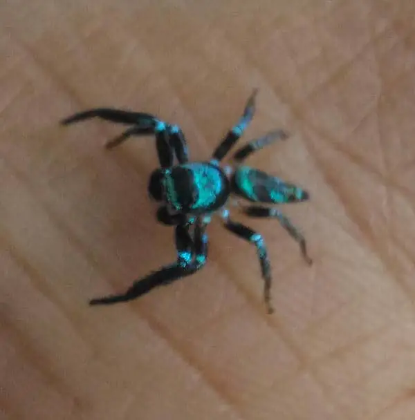 Jumping Spider black iredescent