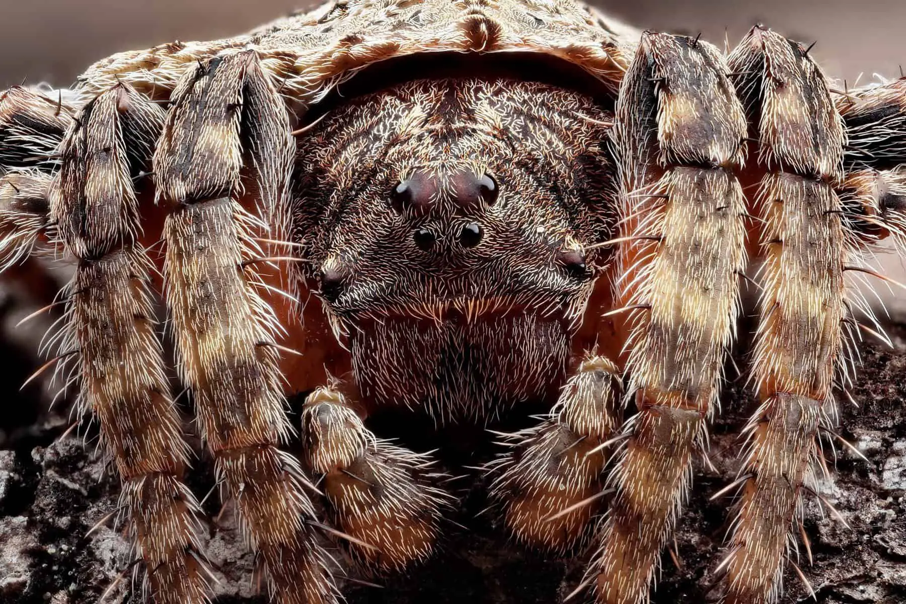 Wraparound Spider – Dolophones closeup eyes