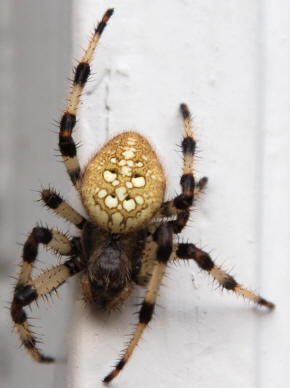 shamrock orb weaver