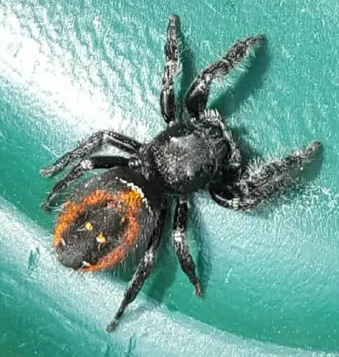 Phidippus johnsoni red black jumper spider