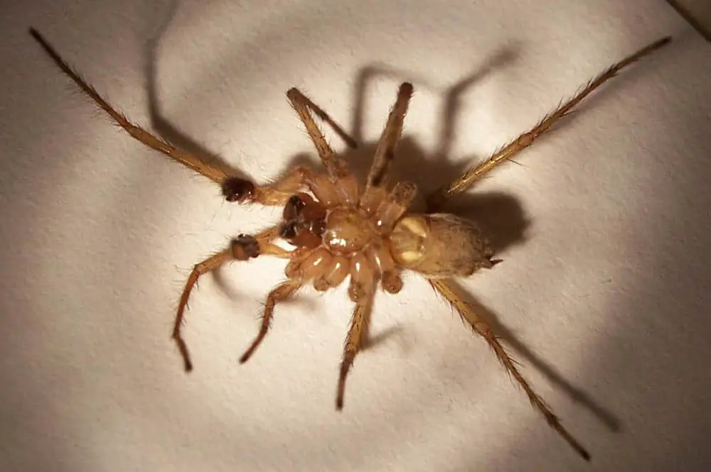 Male hobo spider under side