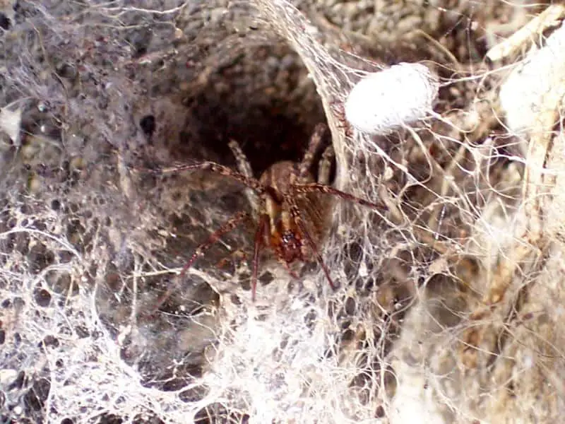 grass spider in funnel web