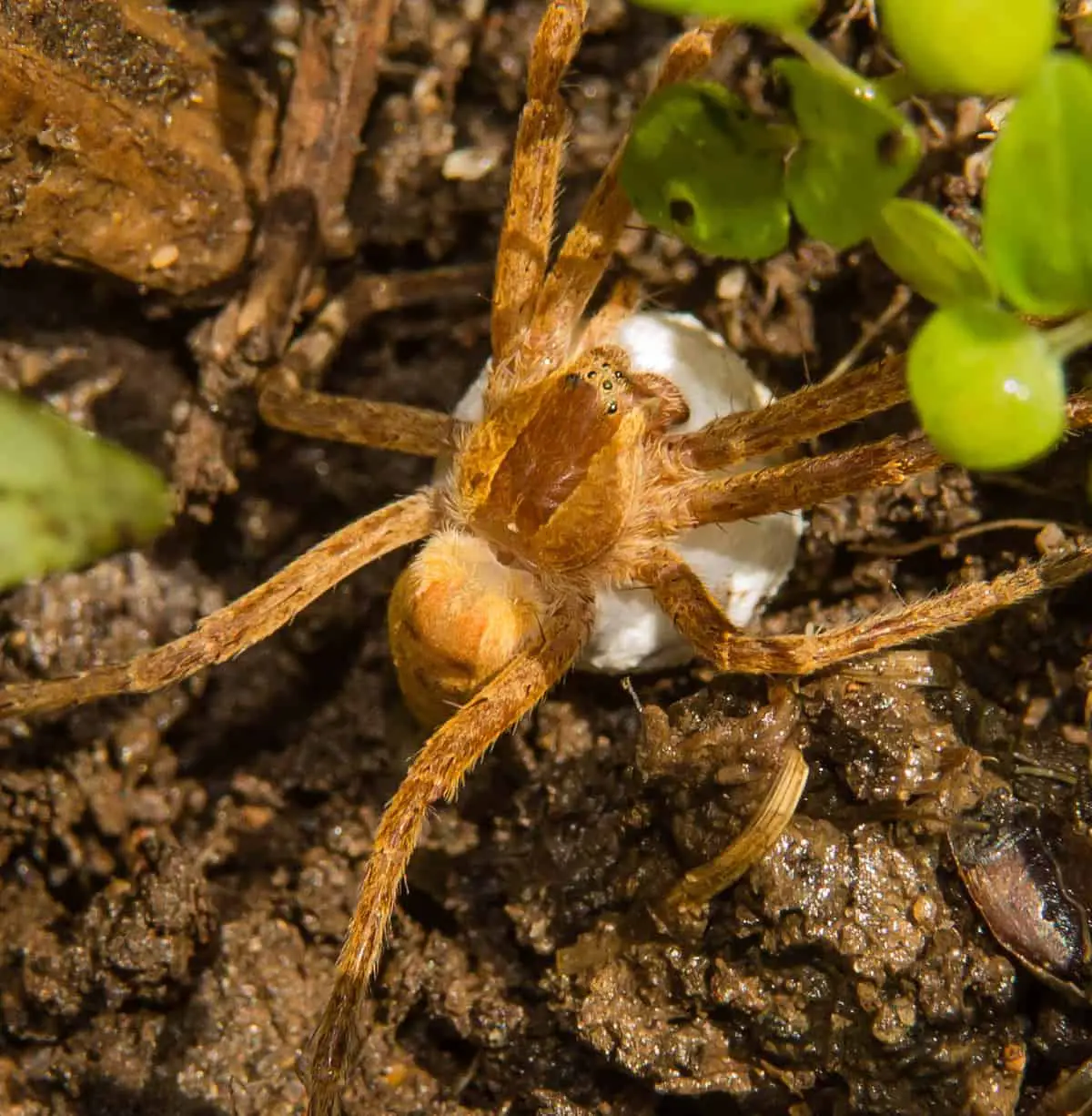 Female Nursery Spider with Egg Sac