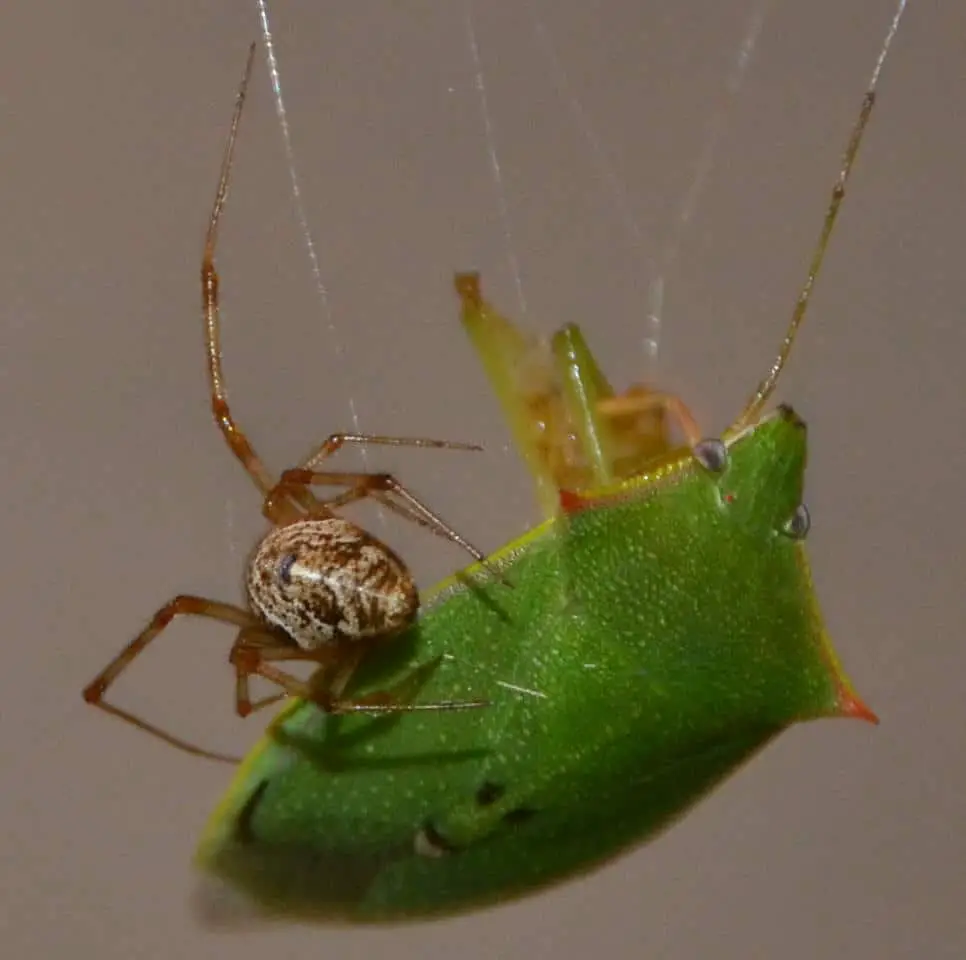 Common House Spider parasteatoda tepidariorum