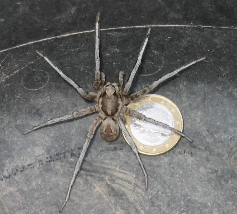 Carolina Wolf Spider with coin