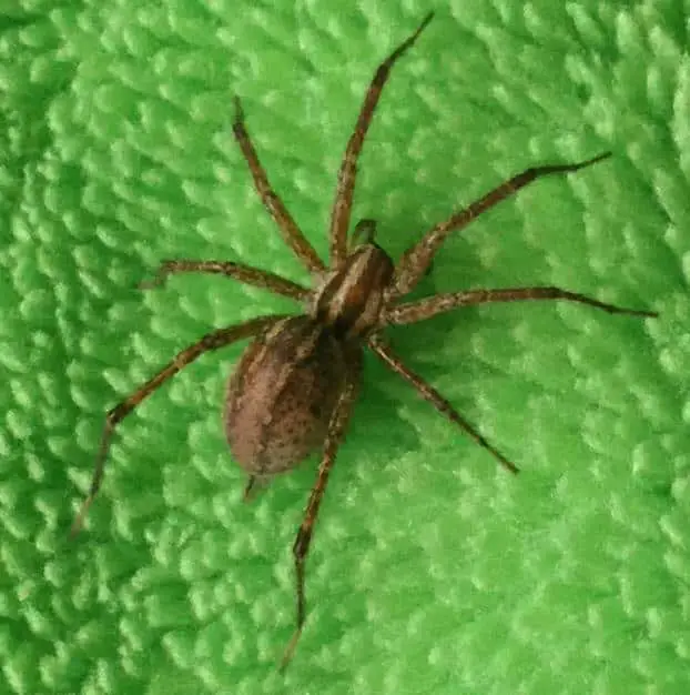 Female Grass Spider