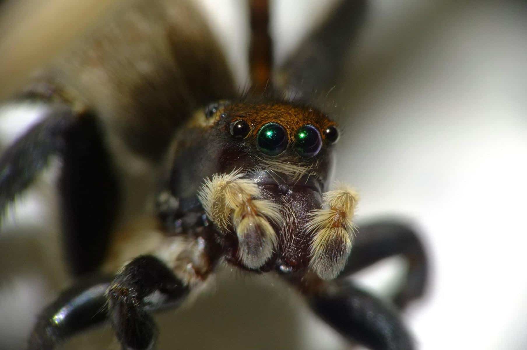 More jumping spider eyes