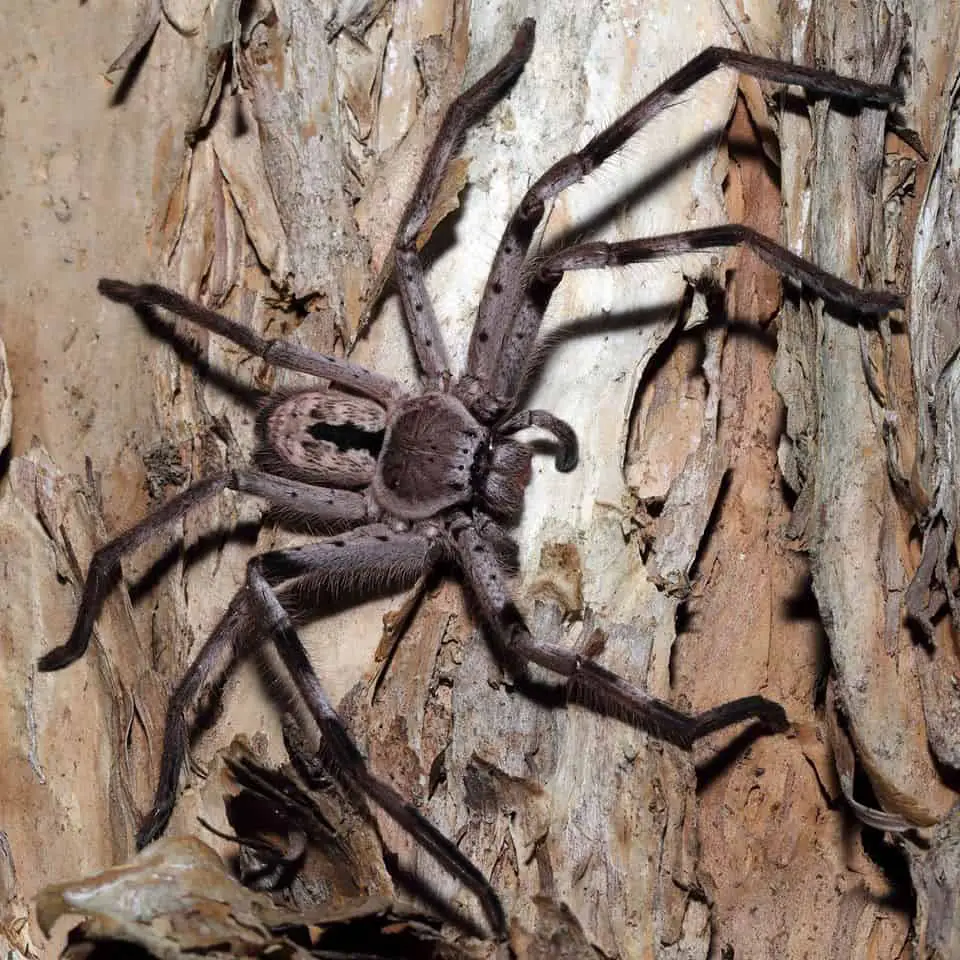 Large Huntsman spider at North Avoca NSW