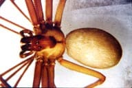 brown recluse loxosceles reclusa closeup