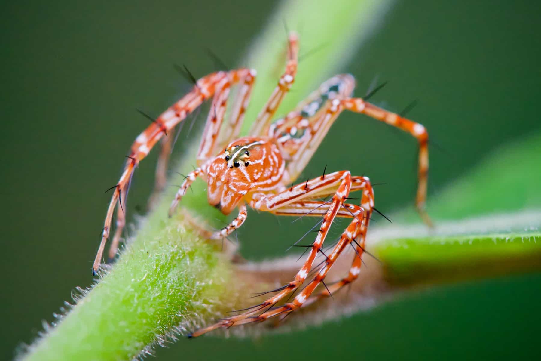 Lynx spider on plant orange