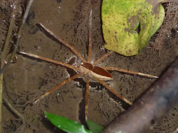 Dolomedes Vittatus Raft Spider walking on water