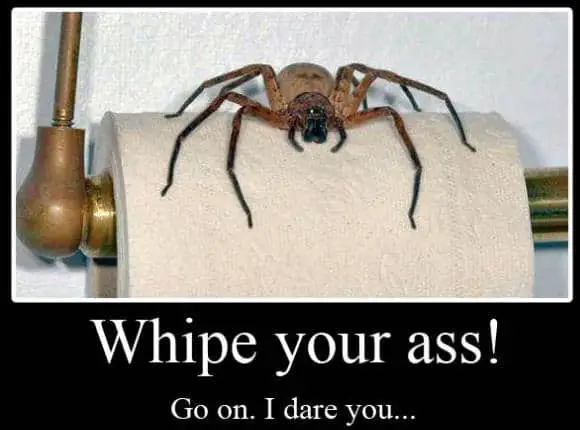 funny spider meme