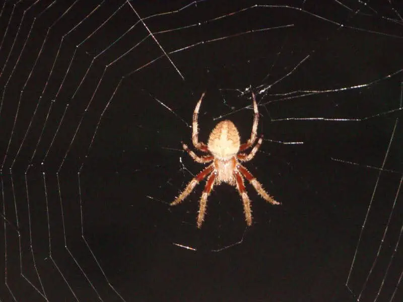 orb weaver in web at night