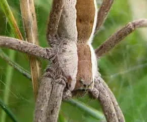 pisaurina nursery web spider