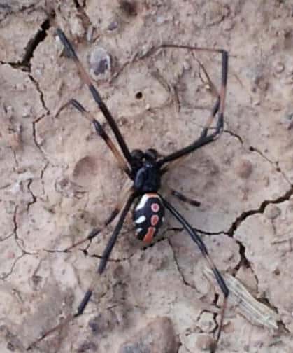 Black Widow male