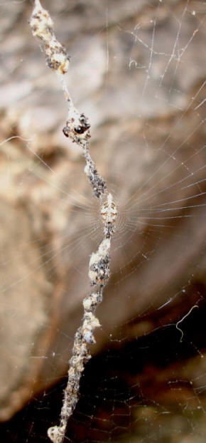 Cyclosa Conica with web