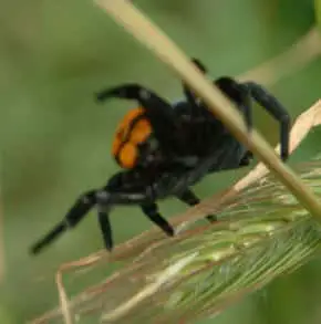 Female Ladybird Spider closeup