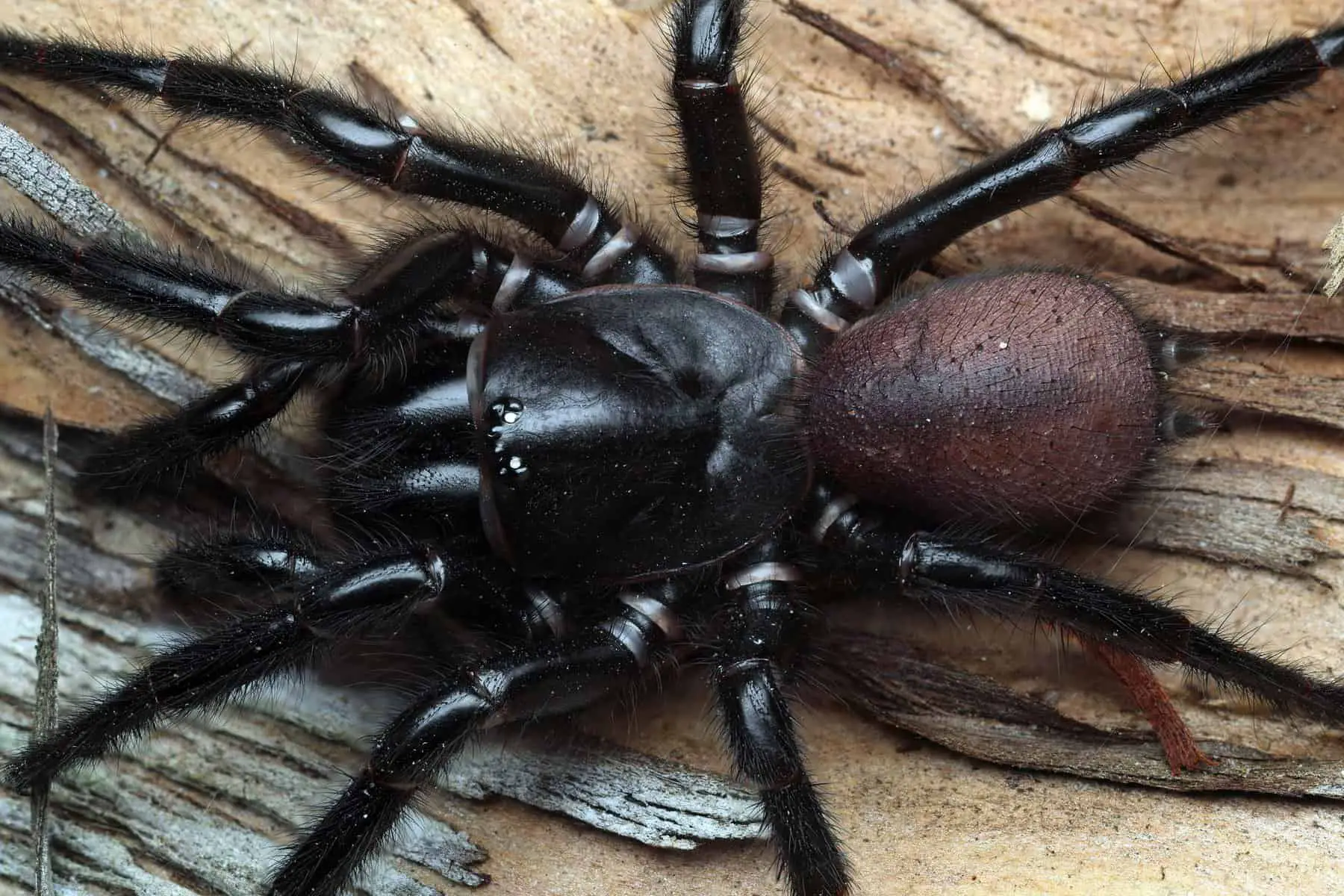 The Southern Tree-dwelling Funnel-web Sp