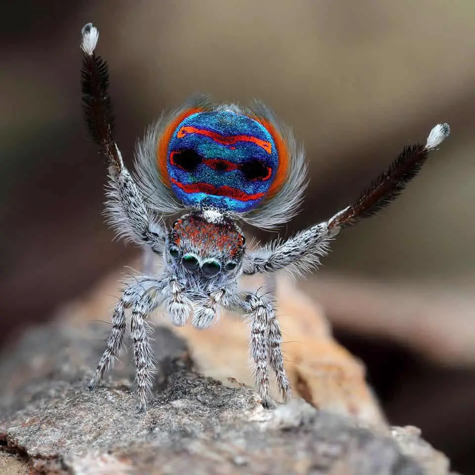 Male Peacock Jumping Spider closeup