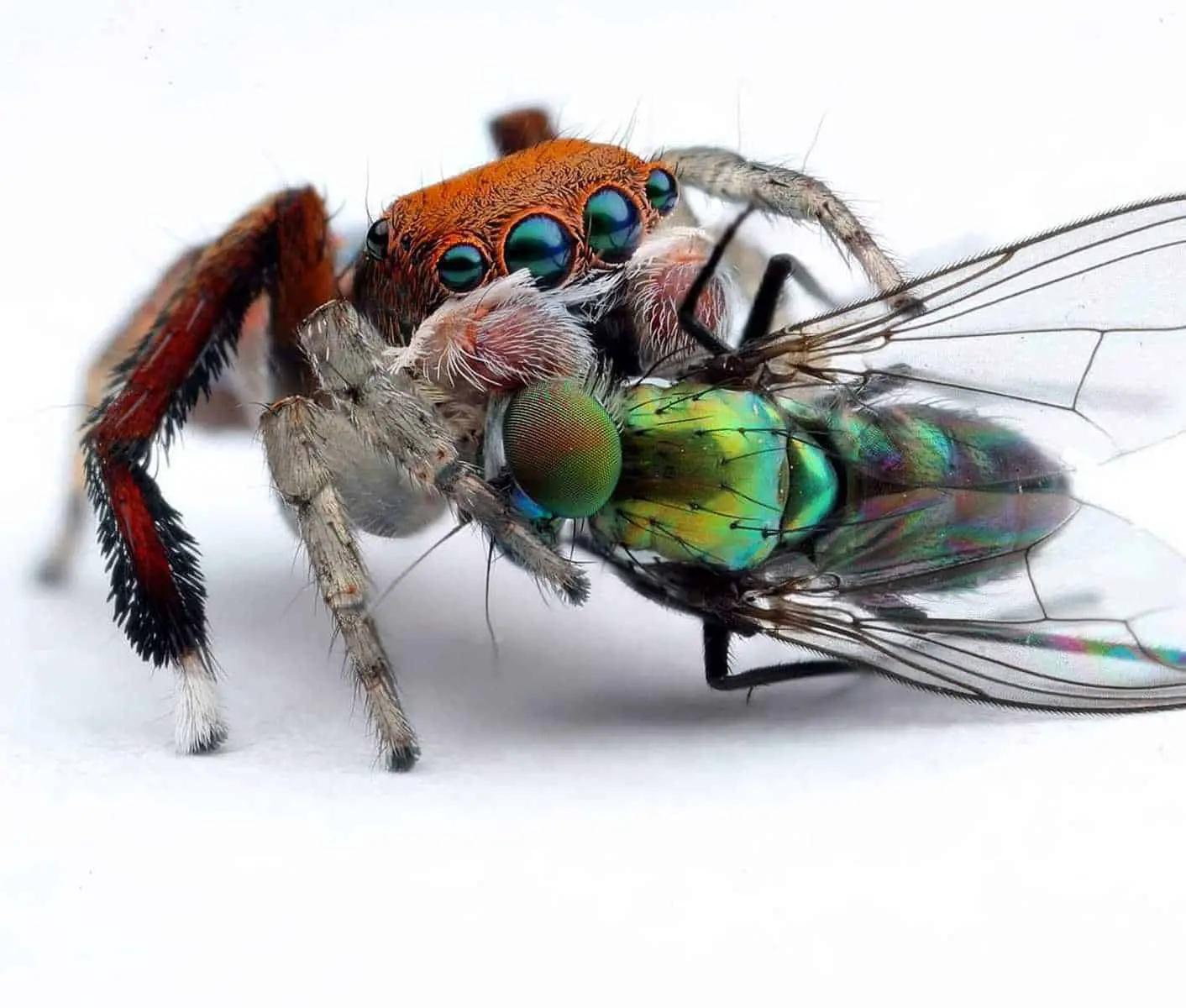 Maratus pavonis feeding on a fly