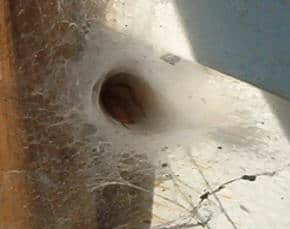 funnel web