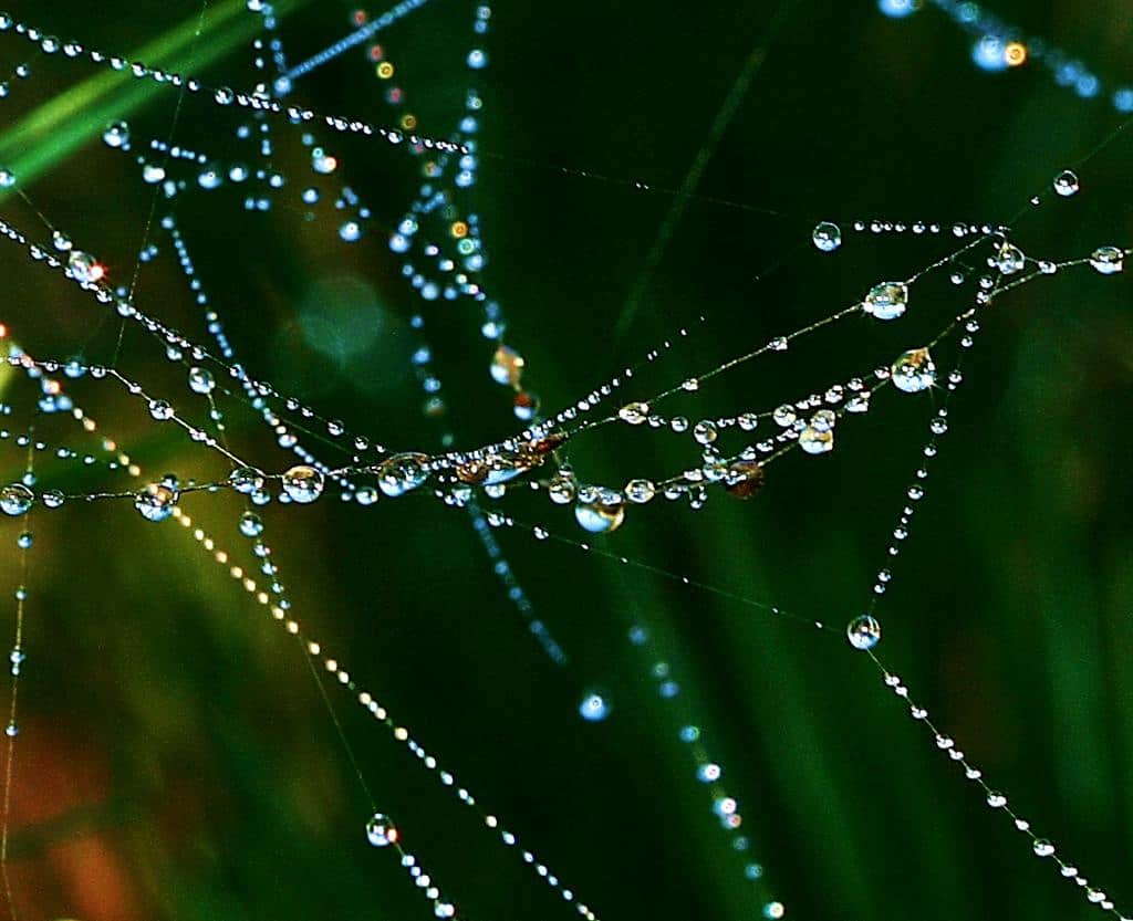 Rain drops on spider's web