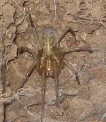 Hobo spider eratigena agrestis