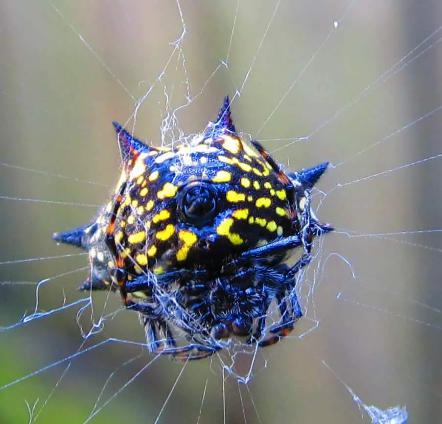 Jewelled Spider