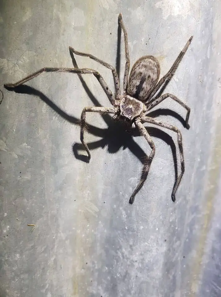 Huntsman spider. Dooralong NSW