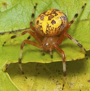 marbled orb weaver