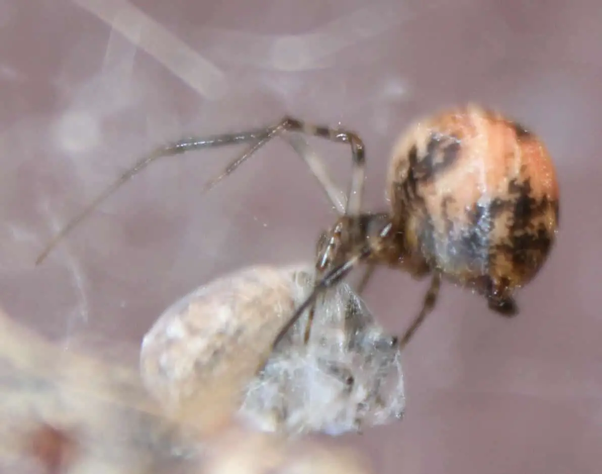 Common House Spider parasteatoda tepidariorum