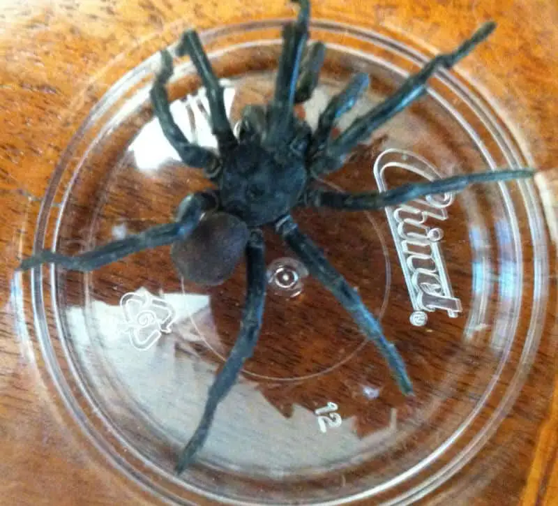 Black Trapdoor Spider size