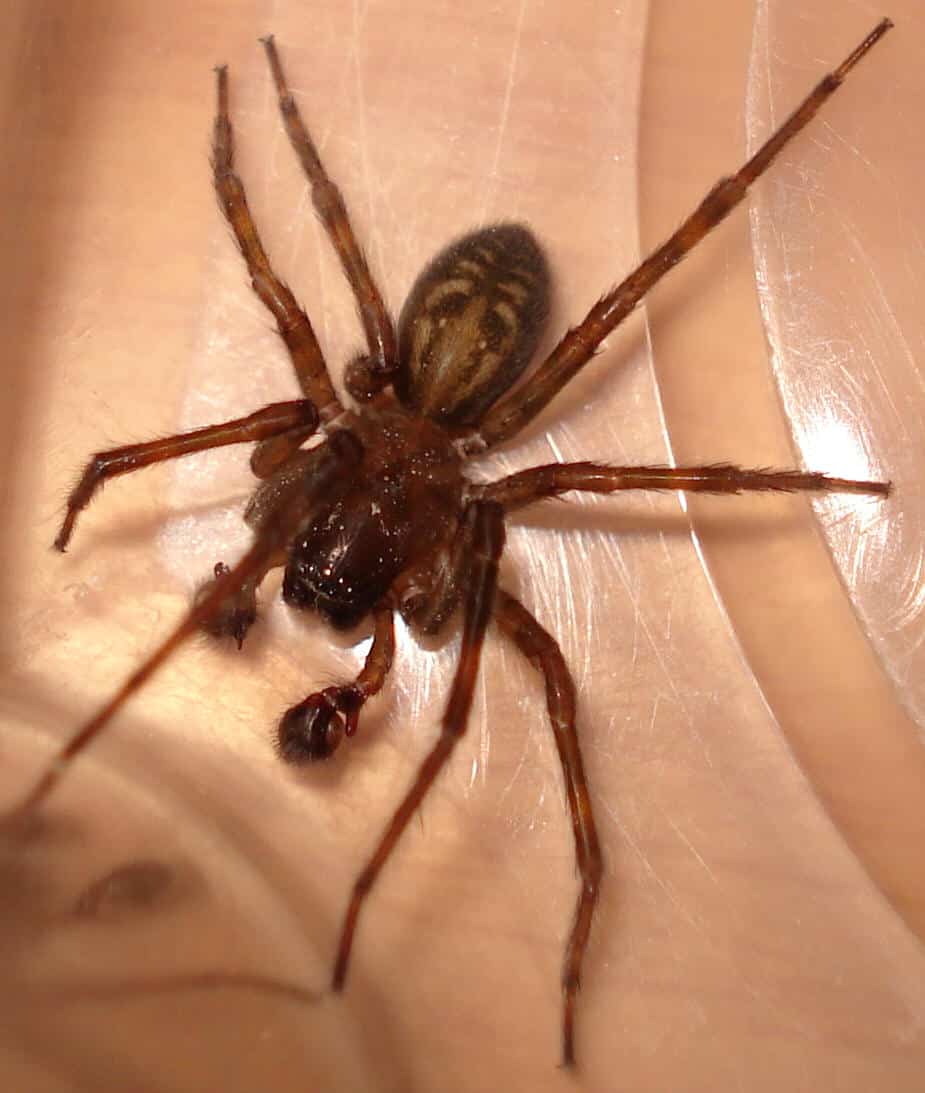 Hobo Spider – Eratigena agrestis