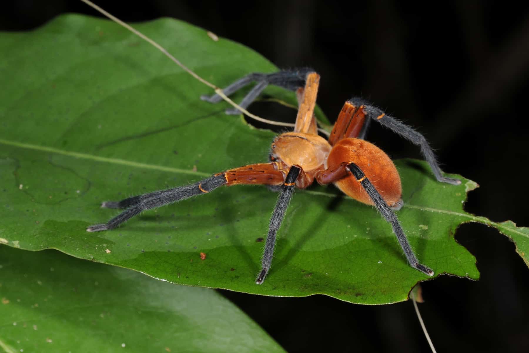 Unknown orange Spider