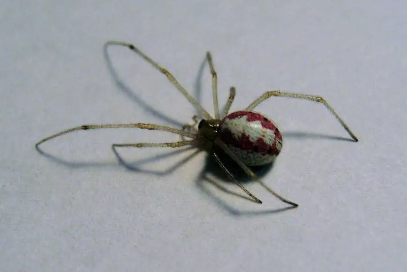 Candy Stripe Spider