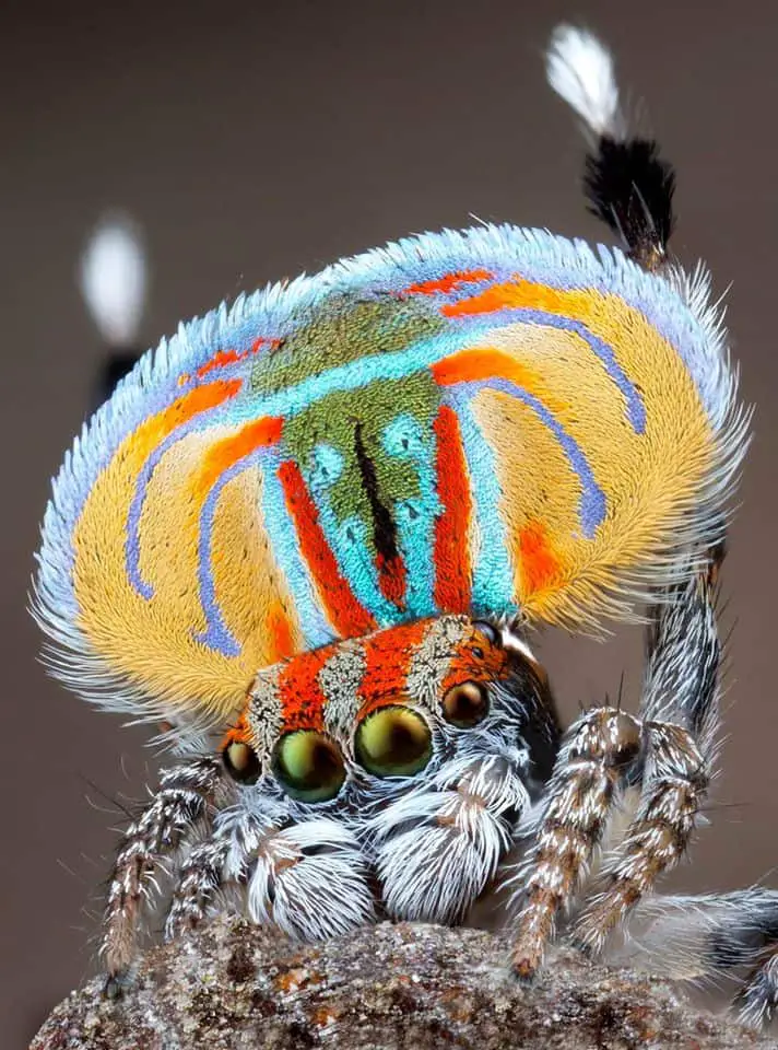 colorful red green iredescent jumping spider
