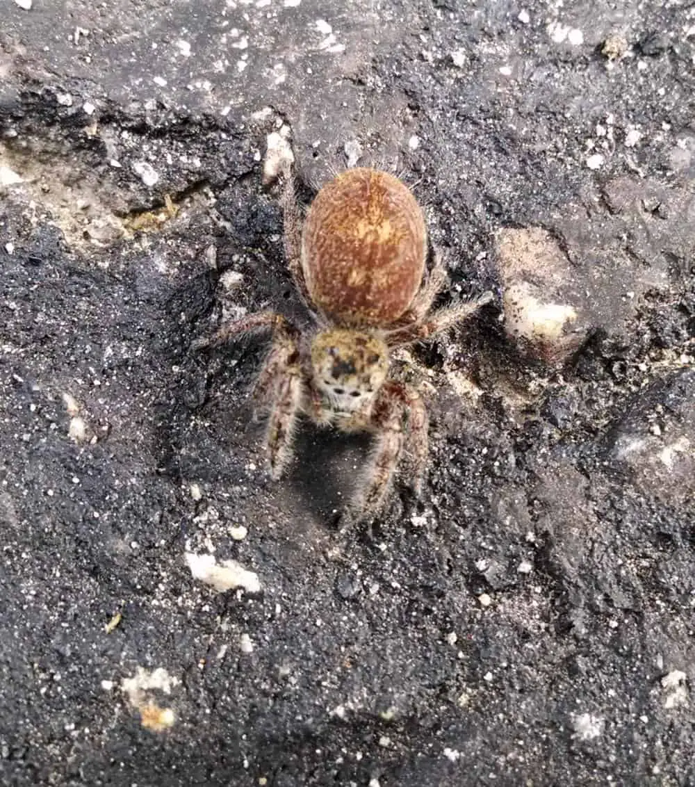 Jumping Spider brown