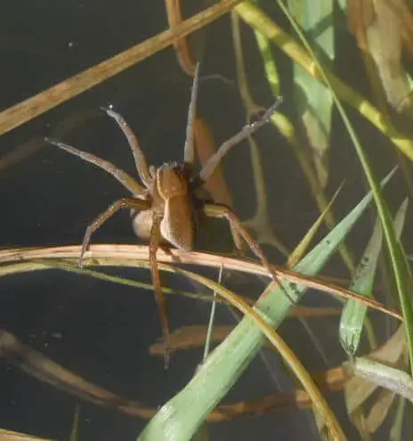 Dolomedes Vittatus Raft Spider