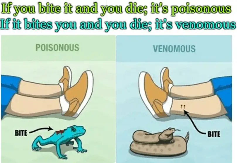spiders venomous or poisonous difference explanation illustration