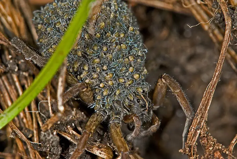 Wolf Spider carrying spiderlings