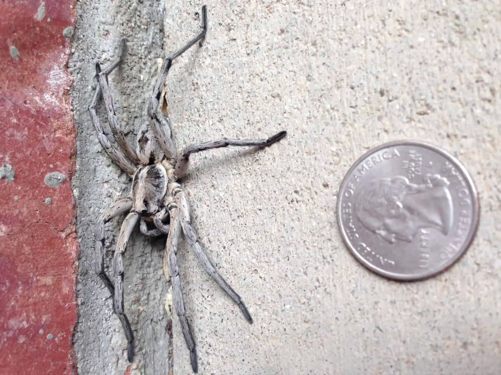 Carolina Wolf Spider size comparison with coin