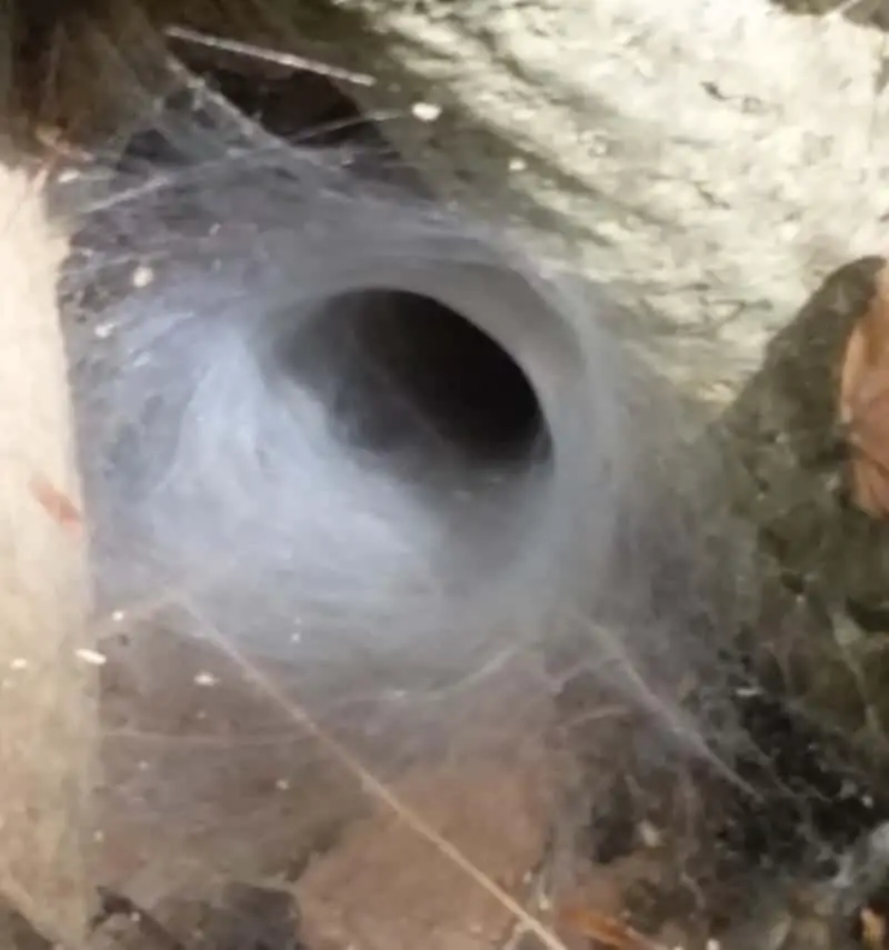 Grass Spider web