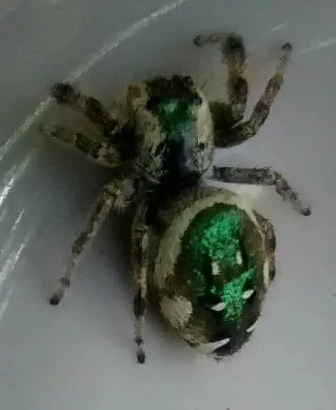 Jumping Spider lack green iredescent